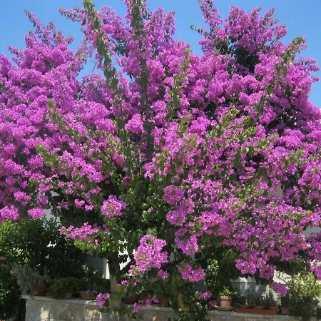 Vakantieboerderij Zizzi Ceglie Messapica