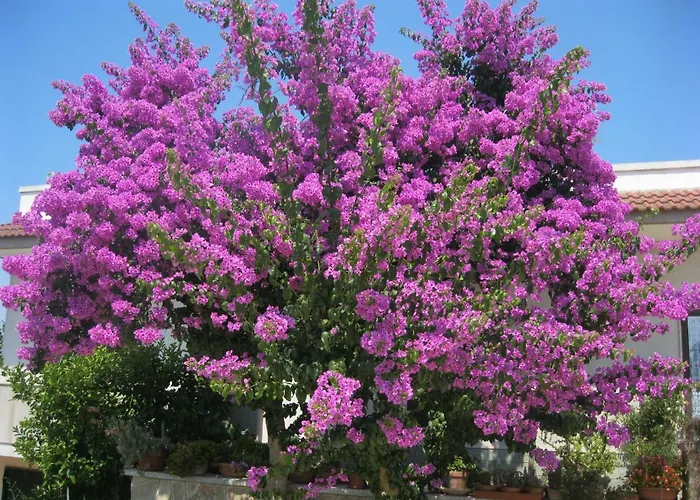 Vakantieboerderij Zizzi Ceglie Messapica